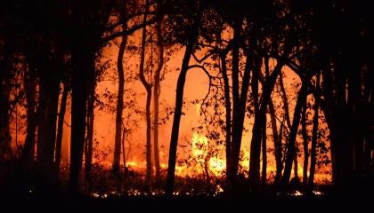 Bushfire