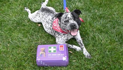 Dog with St John Pet First Aid Kit